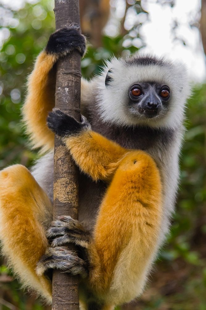 Madagascar-Andasibe-Vakona Lodge-Lemur Island Diademed sifaka curiously looking at something